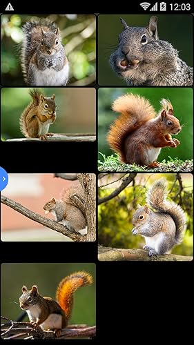 Squirelss