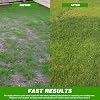 GroundMaster General Purpose Grass Seeds – 25kg Premium Grass Seed Mix Family Lawns & Gardens – Hard Wearing & Fast-Growing Seed Mix – Pet Friendly Seeds for Overseeding - Ideal for UK Climates