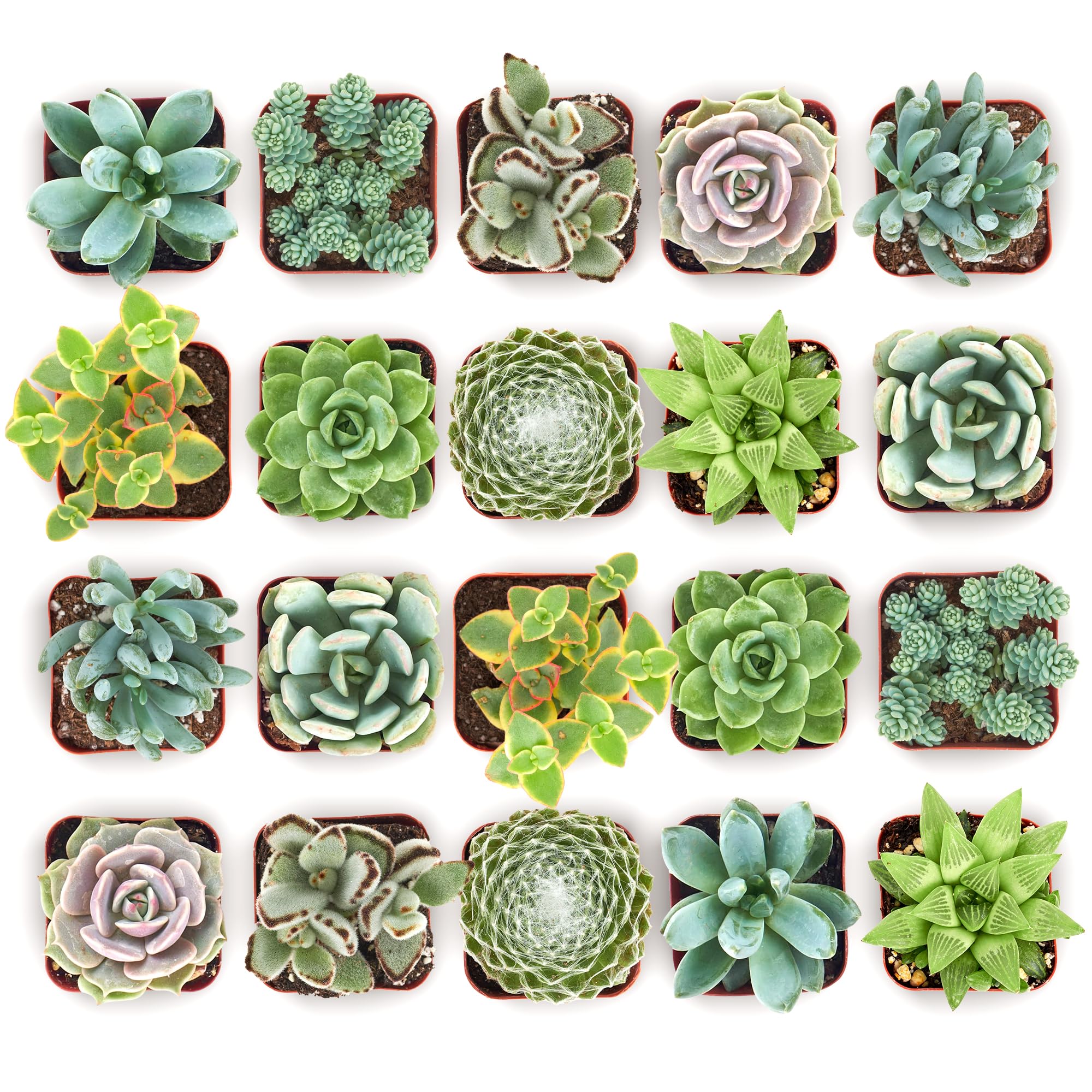 Shop Succulents Mixed Succulent Plant Pack 2" Grow Pot Pack of 256-image-10