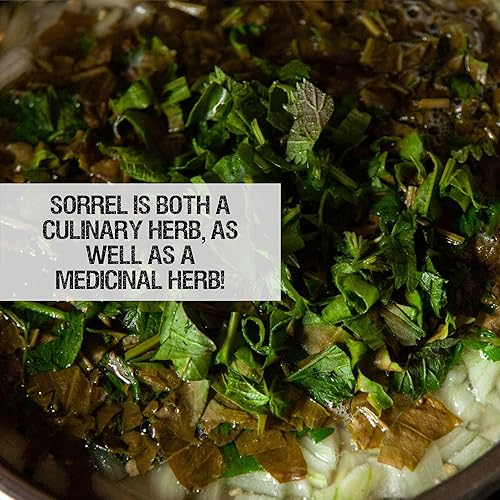 Miniatura 7 de Seed Needs, Semillas de acedera de hoja grande, 500 semillas tradicionales para plantar Rumex acetosa, hierba medicinal o culinaria sin OMG y sin