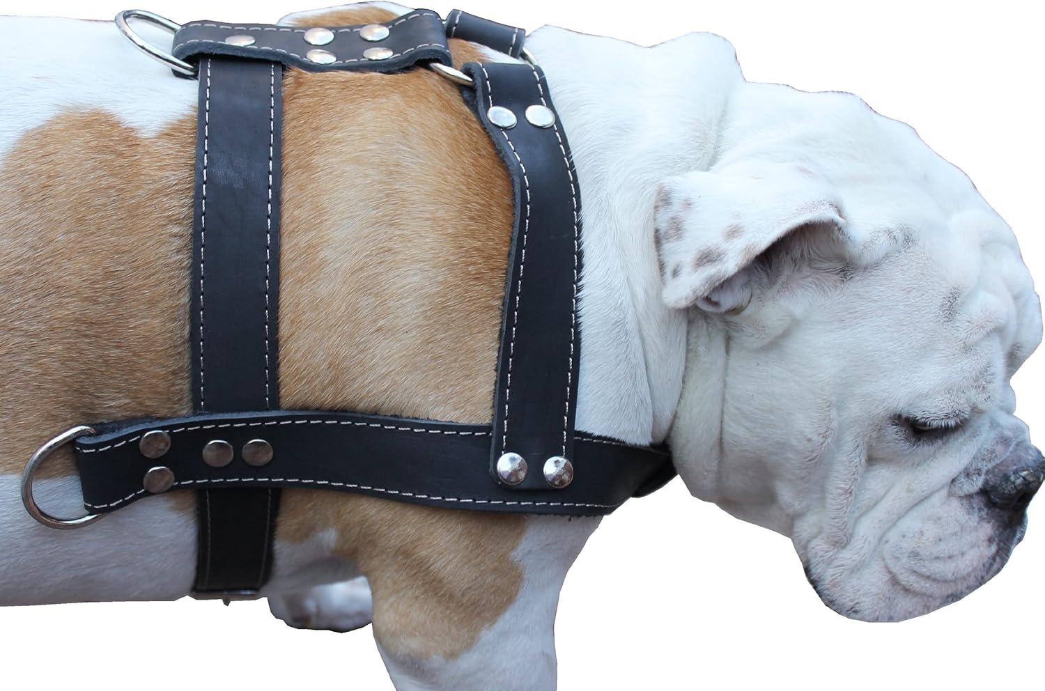 Black Genuine Leather Dog Pulling Harness 33"-37" Chest Size 1.5" Wide Straps, Cane Corso Rottweiler