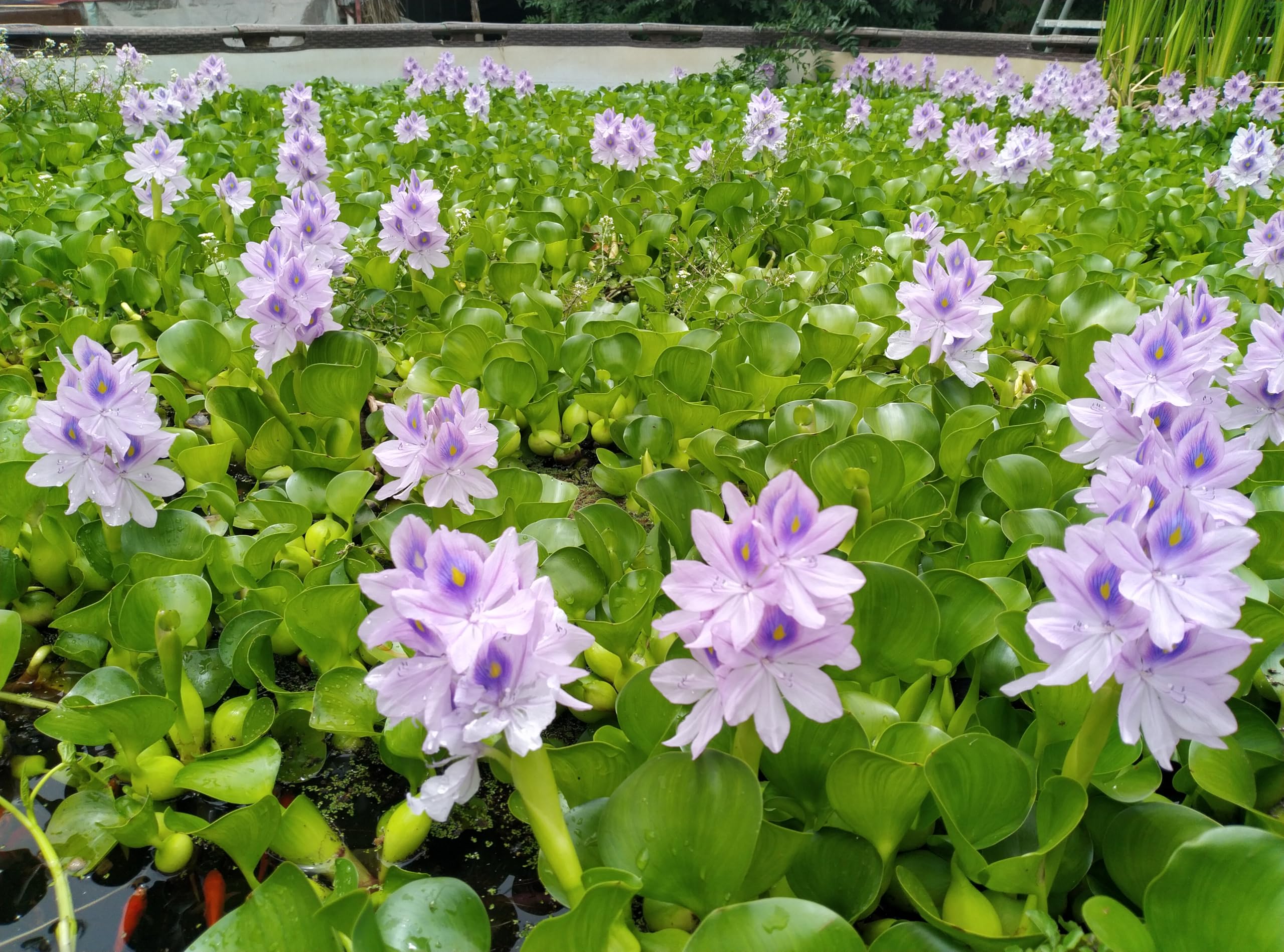 Amazon.com : 5 Live Water Hyacinth Plants, Purple Flowers, Floating Aquatic  Plants for Ponds and Water Gardens : Patio, Lawn & Garden