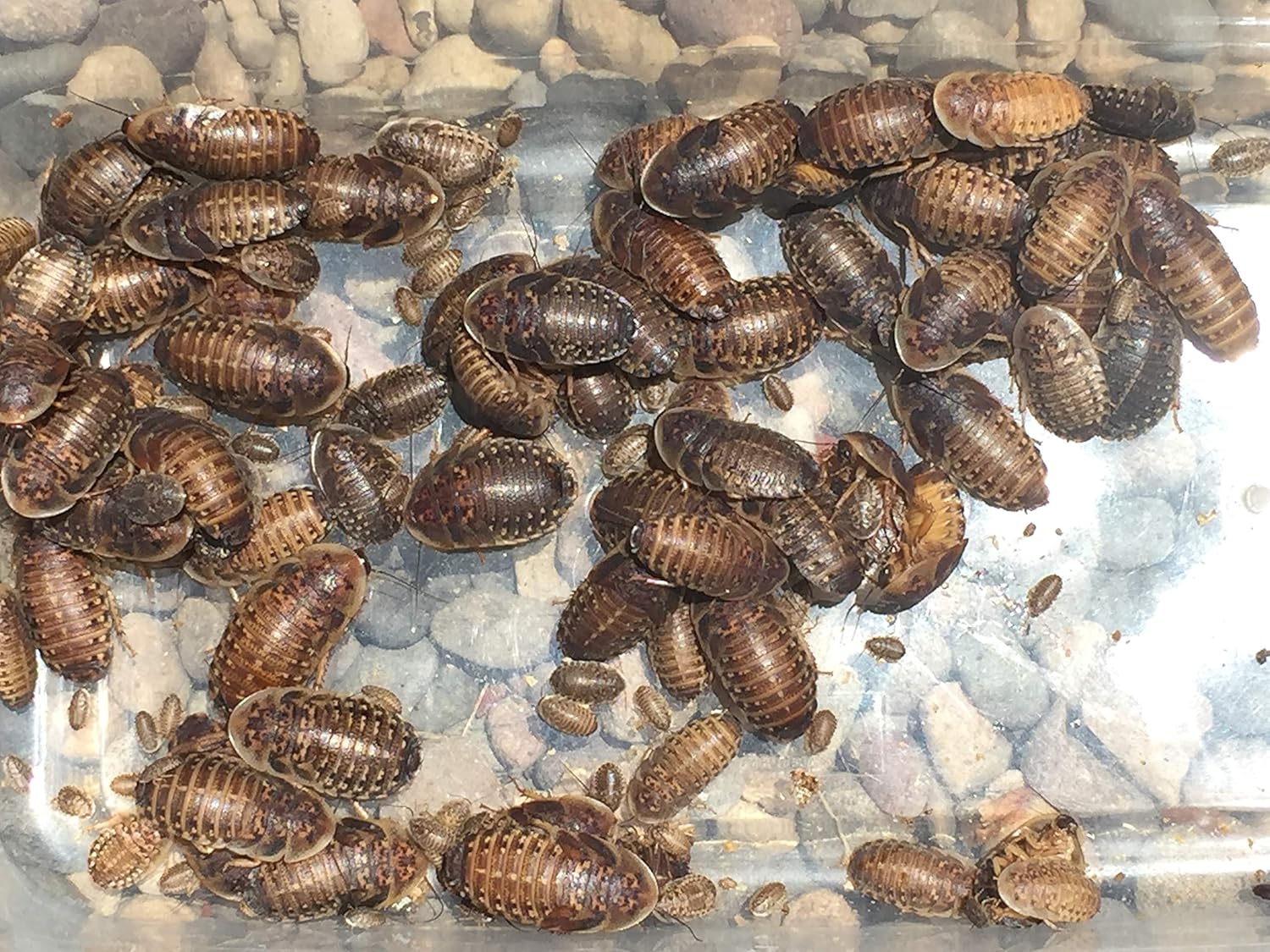 Large Live Dubia Roaches 200 ct (1"-2") | Reptile Food Live Arrival | Includes Insect Food