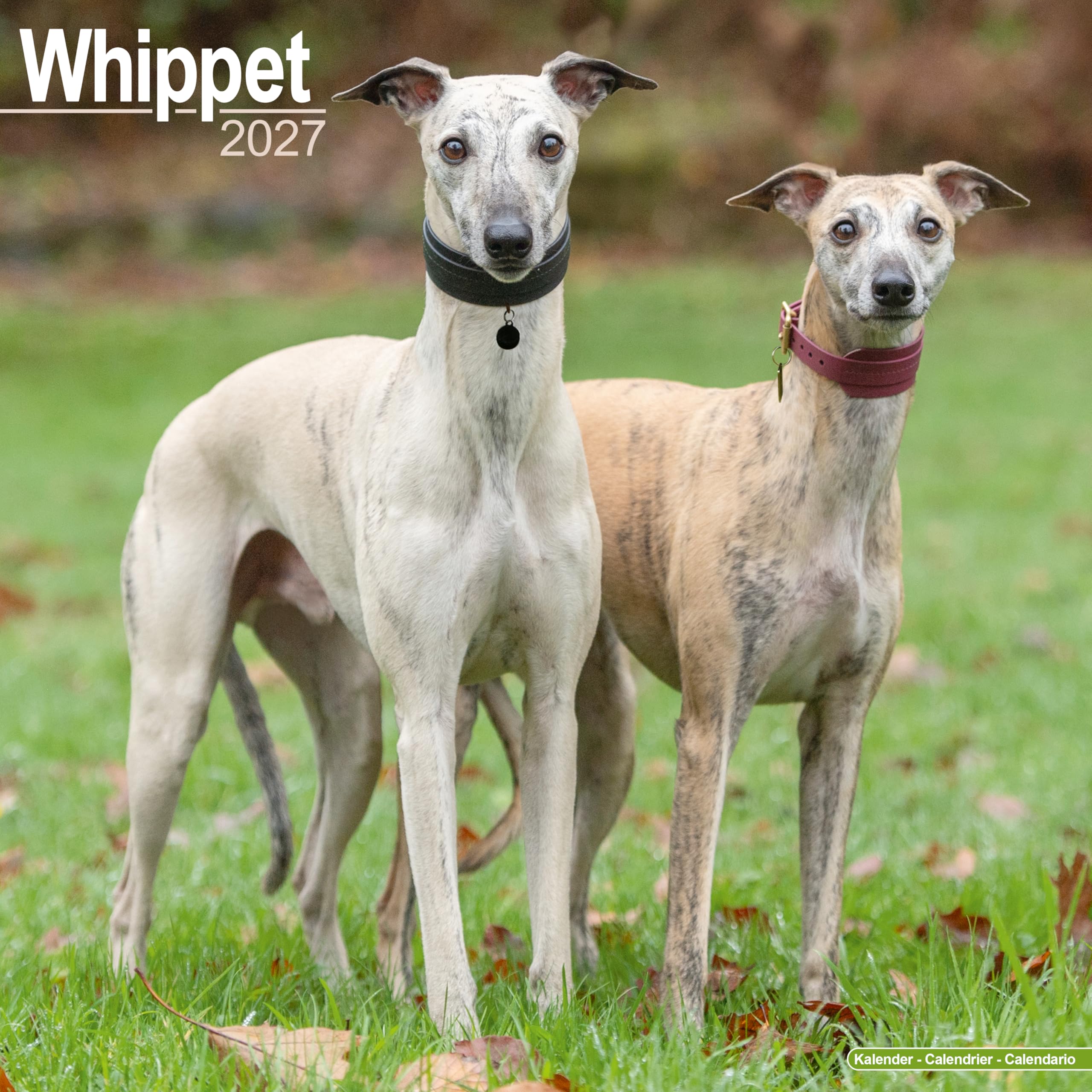 Whippet 2027 Calendar | Square Wall Calendar | Dog Breed Gift | Plastic Free Packaging | by Avonside Publishing
