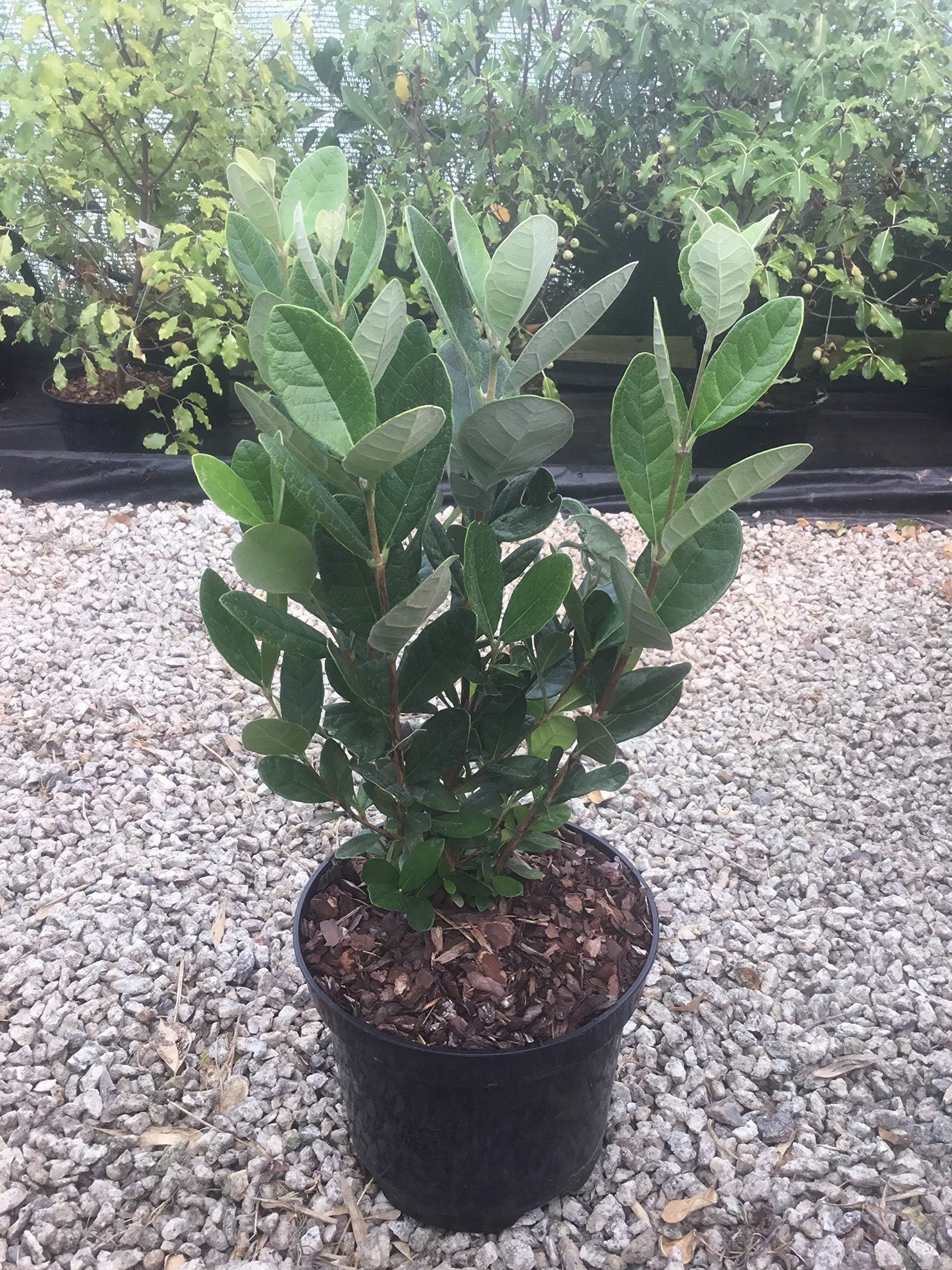 ACCA sellowiana (Feijoa) or Pineapple Guava Shrub