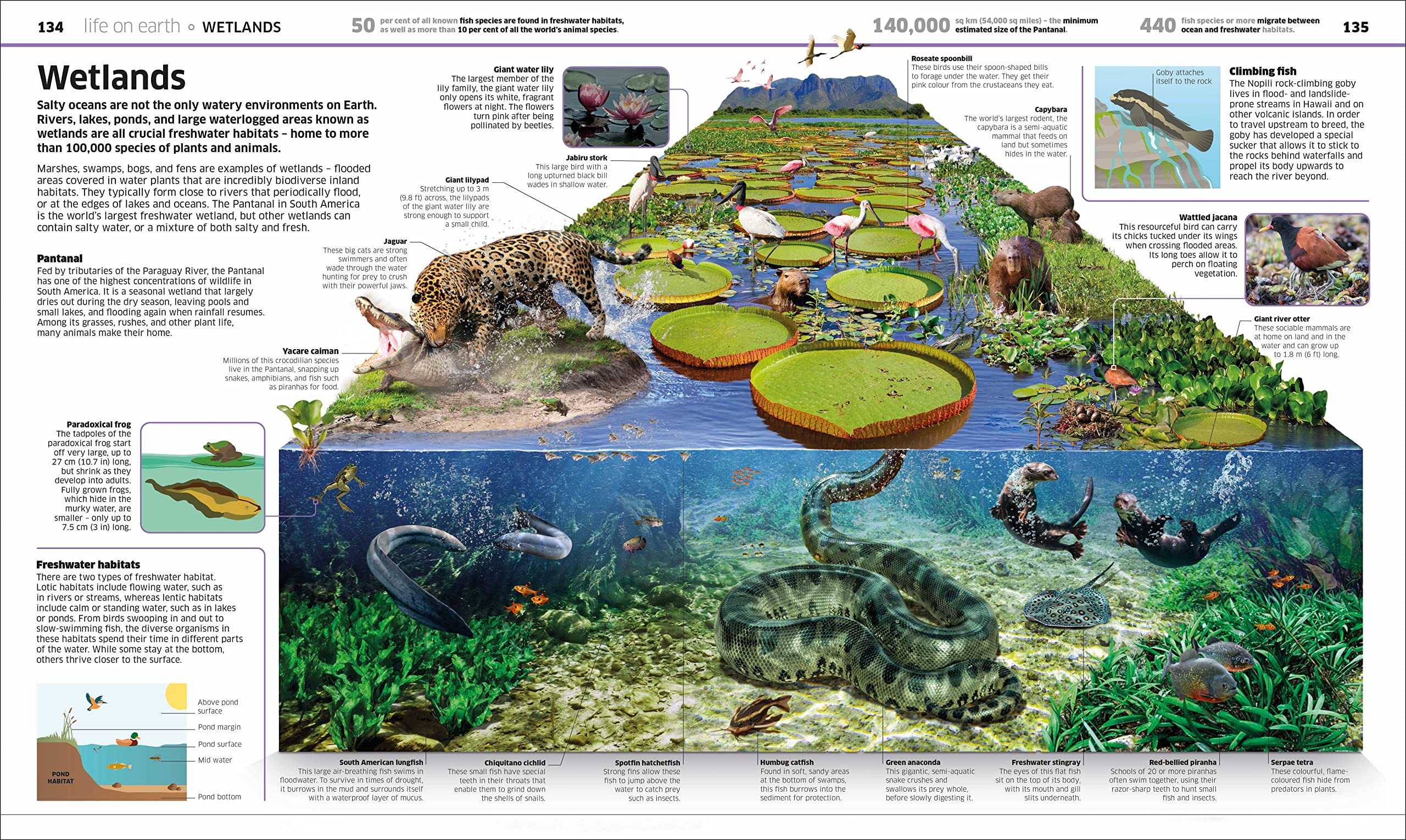 Knowledge Encyclopedia Earth!: Our Exciting World As You've Never Seen It Before