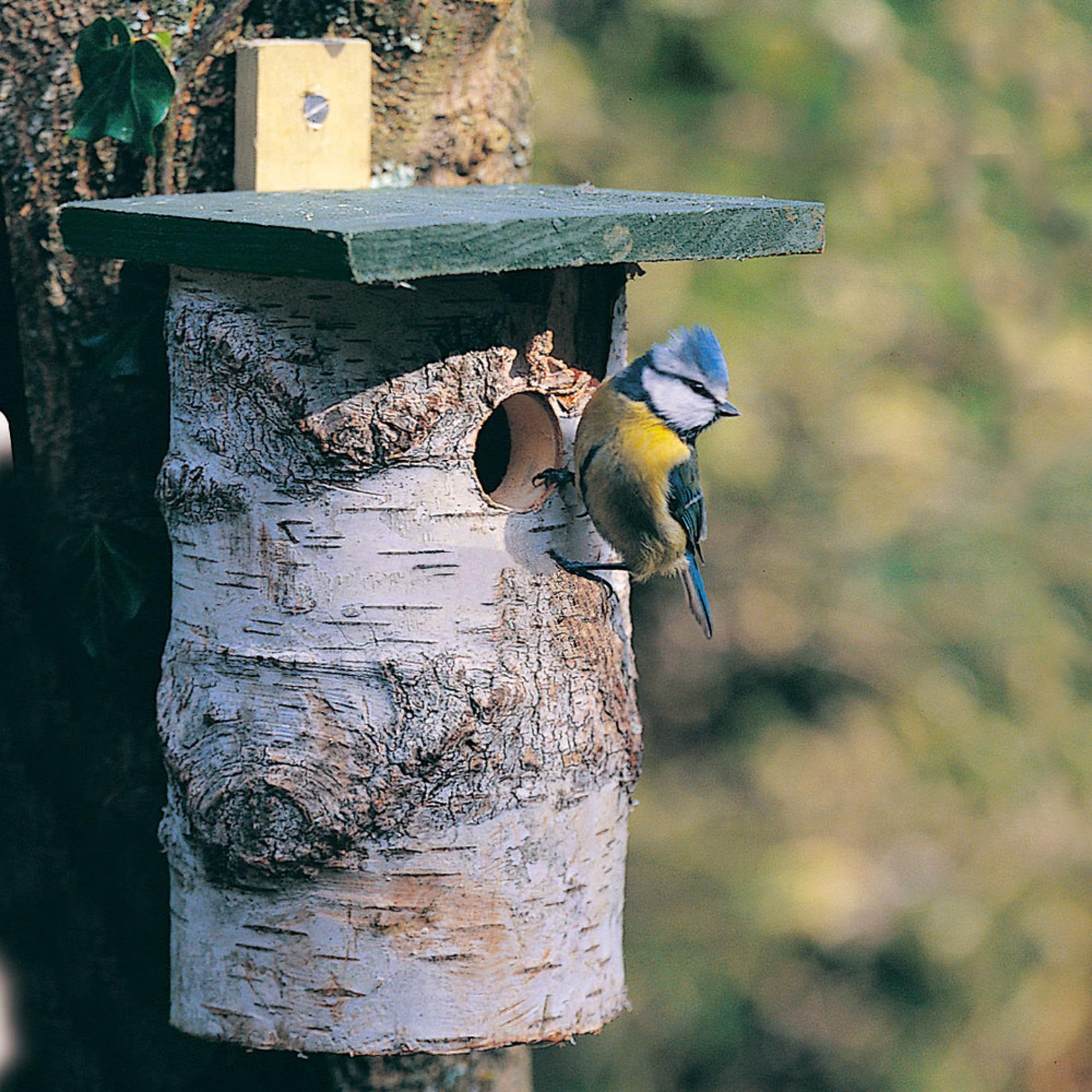 generc CJ Wildlife Birch Log Nest Box for Birds 32mm Hole Size FSC, Transparent