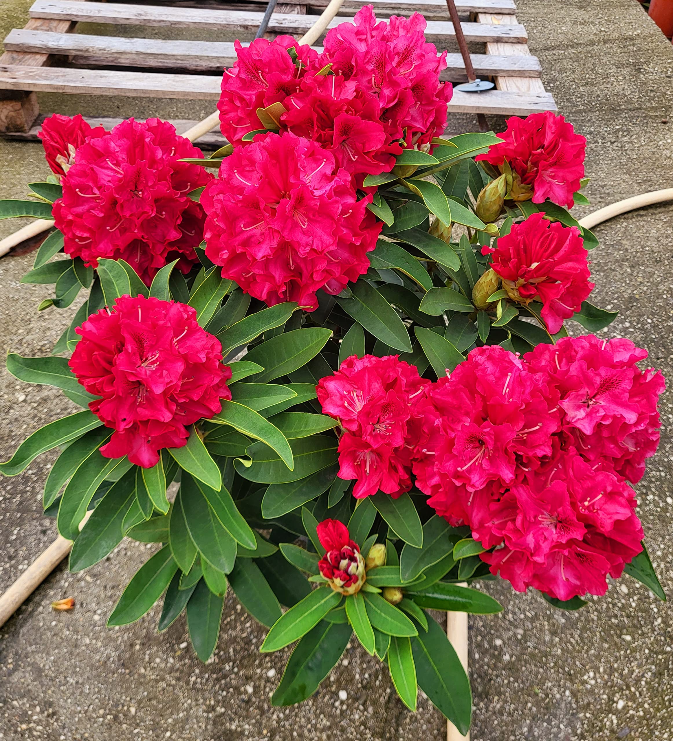 POWERS TO FLOWERS - RODODENDRO ROSSO INTENSO XXL, RHODODENDRON, IN VASO 22CM DIAMETRO, pianta vera