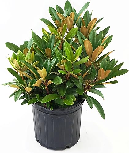 Vista 54 de Green Promise Farms Rododendro `Scintillation` Evergreen, contenedor de 3 tamaños, rosa suave
