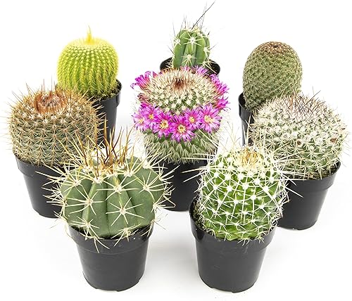 Altman Plants, Surtido de plantas de cactus vivas (8 unidades), plantas suculentas vivas en mezcla de tierra de cactus, plantas de cactus vivas,