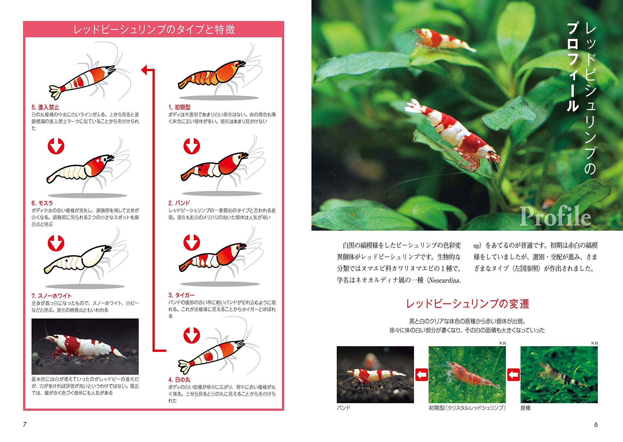 レッドビーシュリンプの飼育 Q A100 アクアライフの本 シュリンプクラブ編集部 本 通販 Amazon