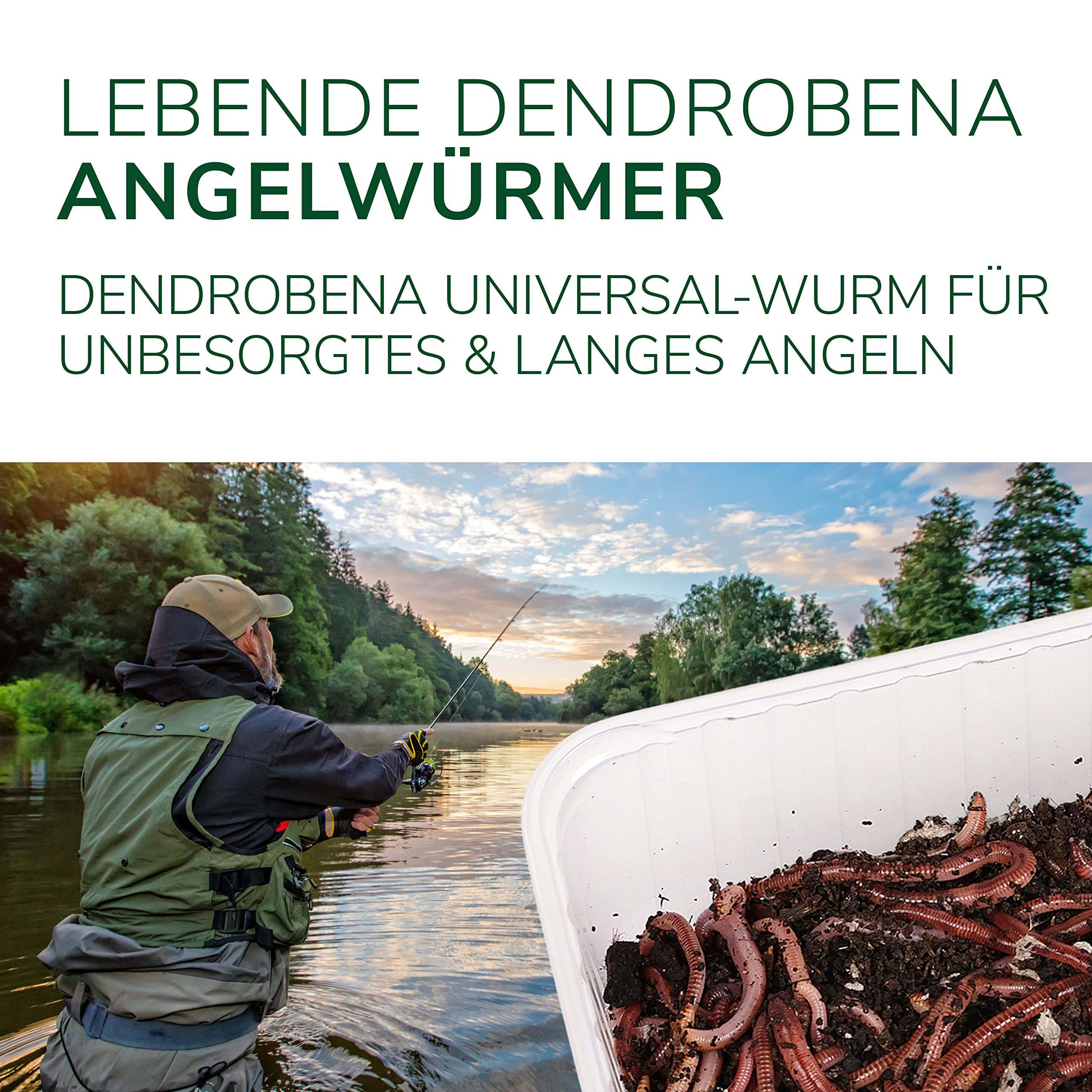 Natursache I Dendrobena-Würmer lebend I Lebender Angelköder für Forelle, Lachs, Aal, Barsch, Hecht, Karpfen & alle Anderen Arten von Weißfischen I Ideales Zubehör für Angler…