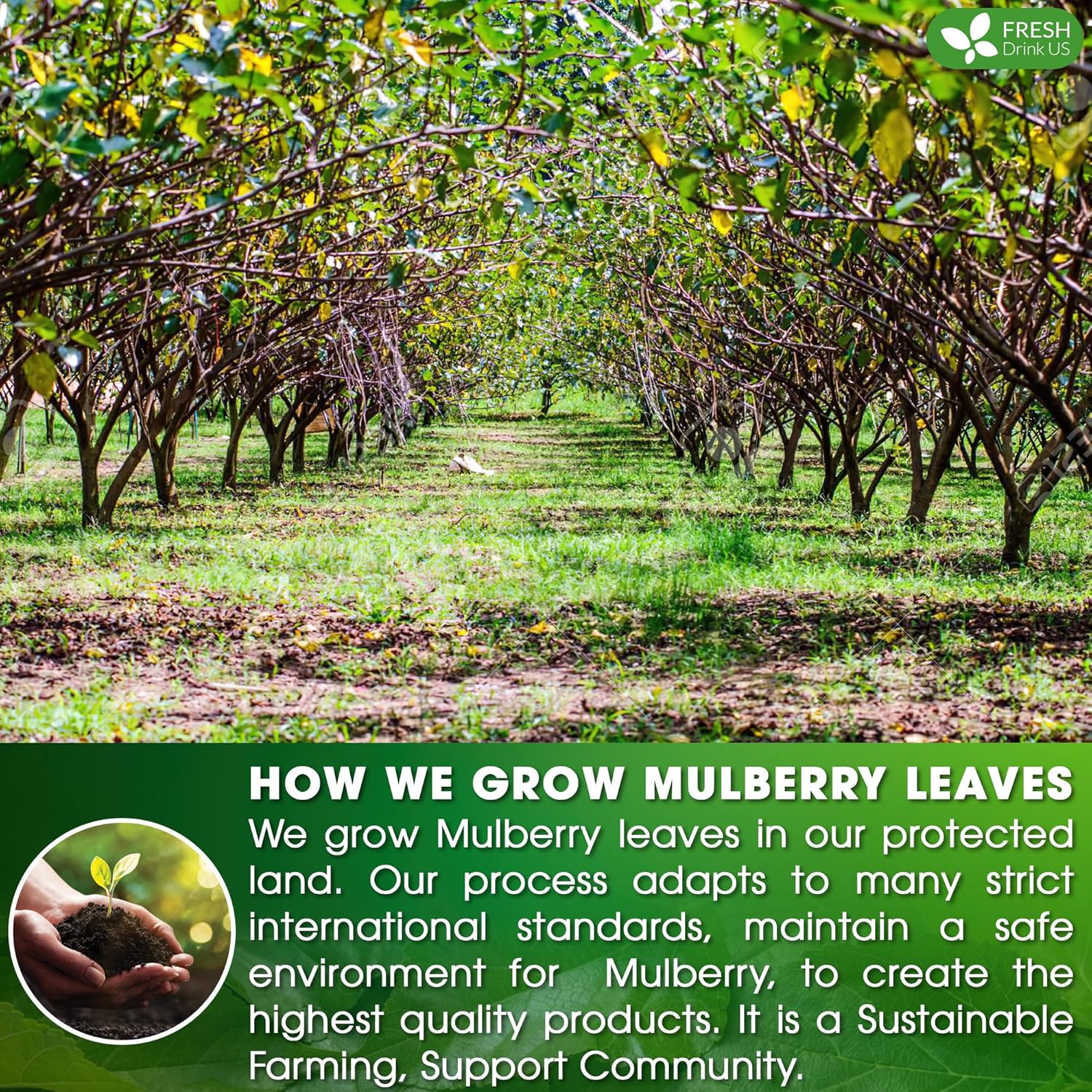 FreshDrinkUS, Premium 75 Mulberry Leaf Tea Bags, 100% Natural & Pure from Mulberry Leaves. Loose Leaf Herbal Tea. Made with Natural Material Tea Bags. No Sugar, No Caffeine, No Gluten, Vegan. - Image 5