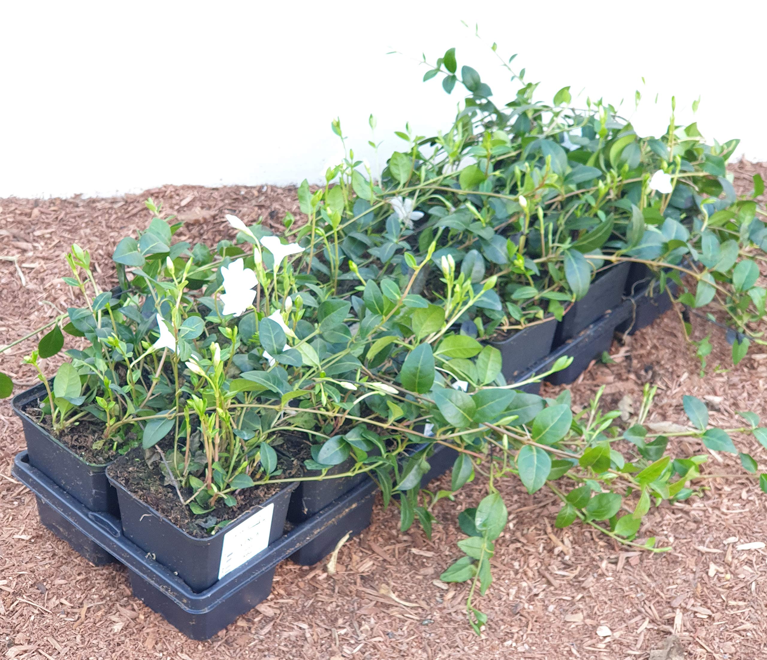 Kleines Immergrün Vinca minor Alba 100 Stück Bodendecker winterhart