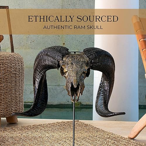 Vista 58 de Skull Bliss - Calavera de carnero de taxidermia auténtica tallada a mano con cuernos/decoración del hogar de cráneo de carnero genuino/decoraciones