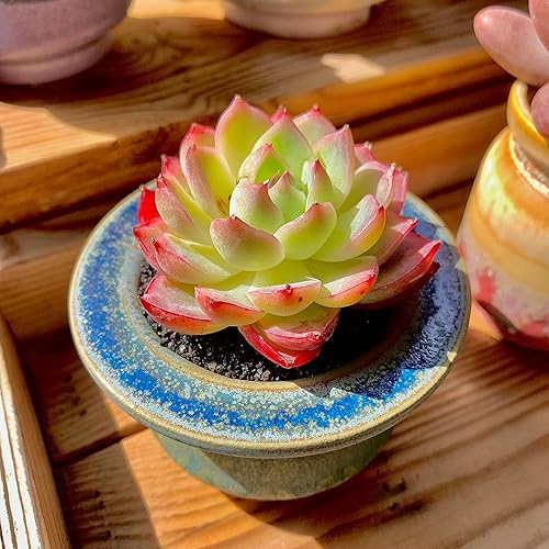 Miniatura 8 de Echeveria Crystal Rose - Plantas suculentas vivas raras, mini rosa de 1 cabeza de 2 pulgadas, raíz desnuda sin tierra de maceta, escritorio de