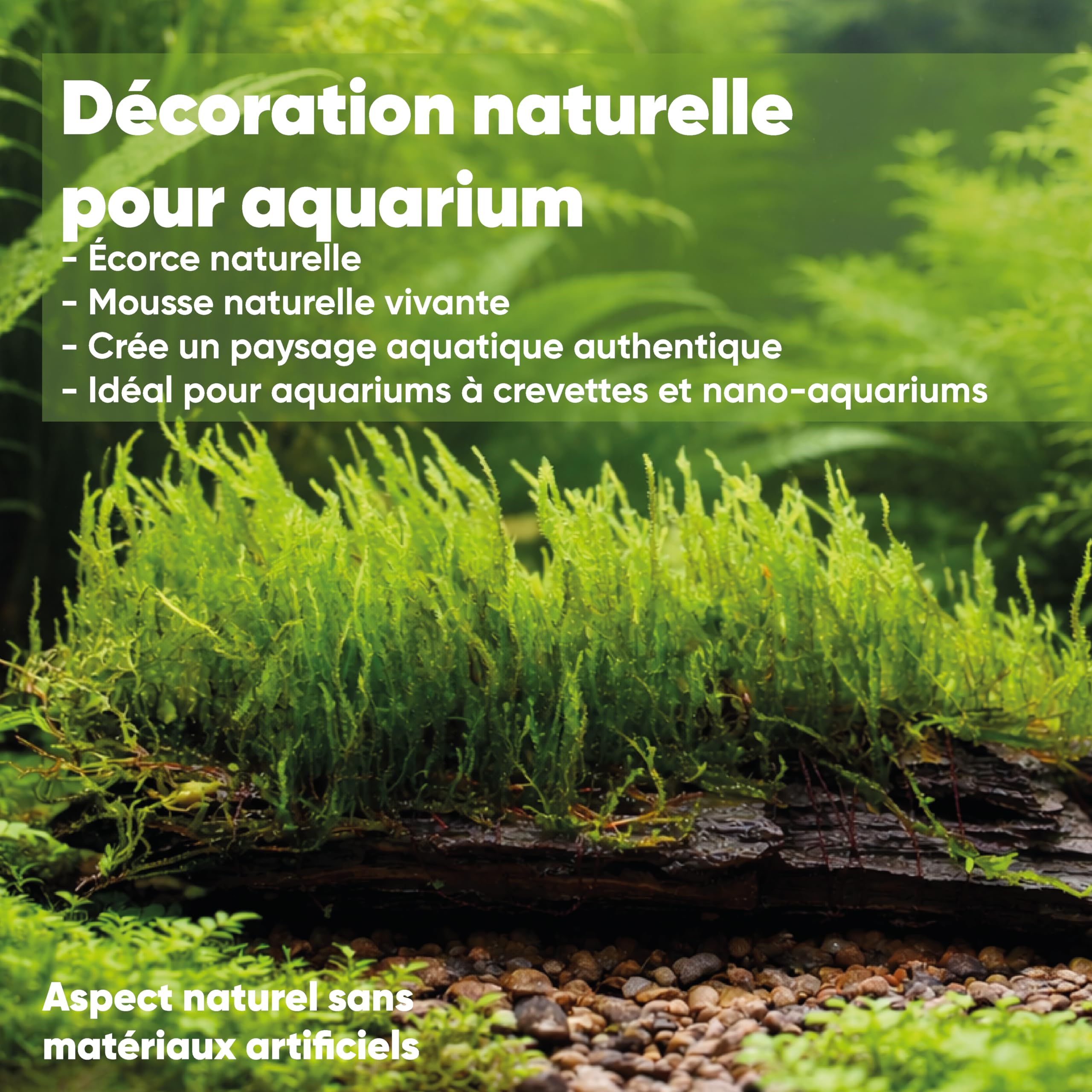 AquaBreedingSkill Mousse Taxiphyllum sp. sur racine ~15 cm – mousse d’aquarium vivante déjà enracinée, décoration naturelle prête à l’emploi pour aquarium d’eau douce