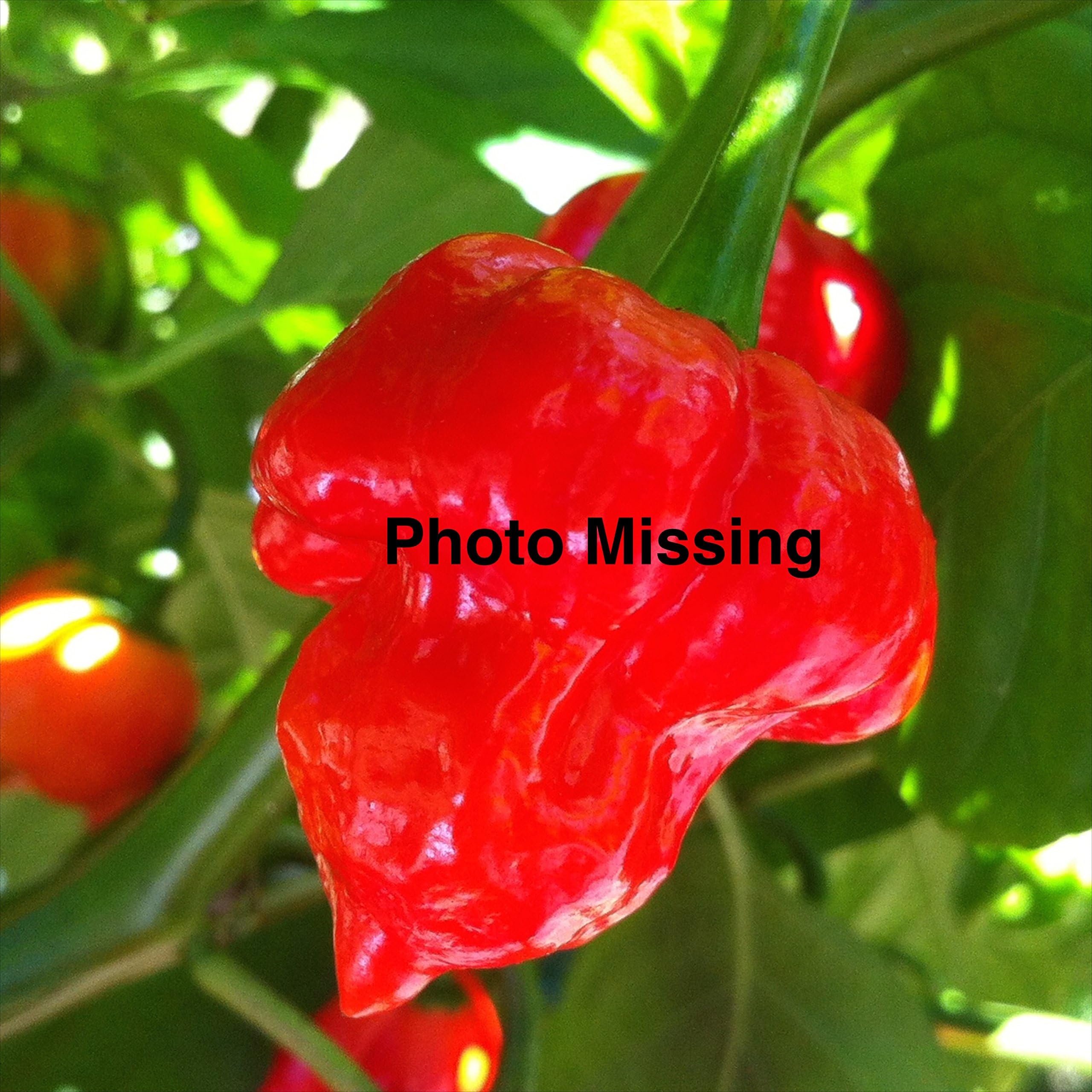 Wayland Chiles Feher Ozon Paprika Seeds