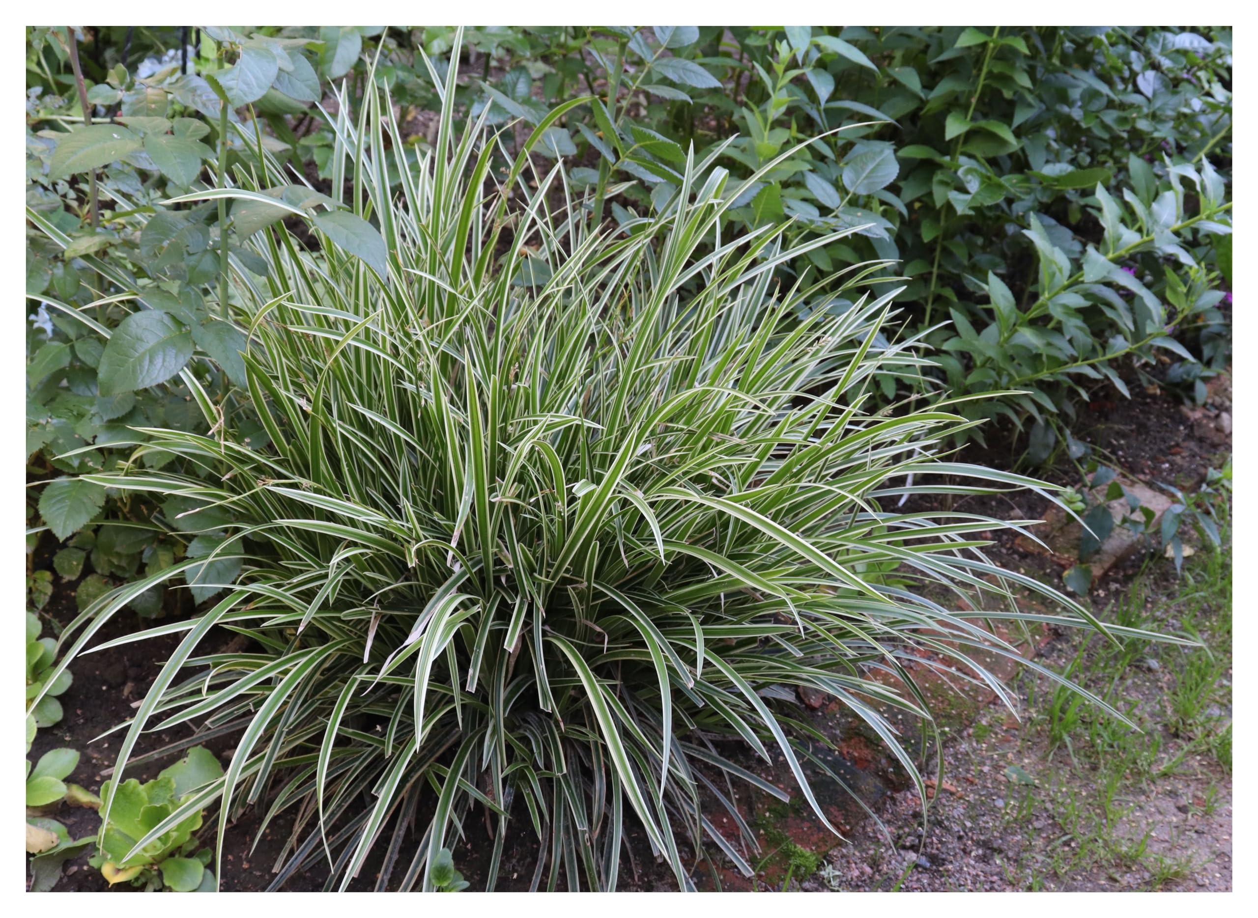 Stauden Gänge 10 x Carex morrowii 'Ice Dance' Bunte Japan Segge winterhart