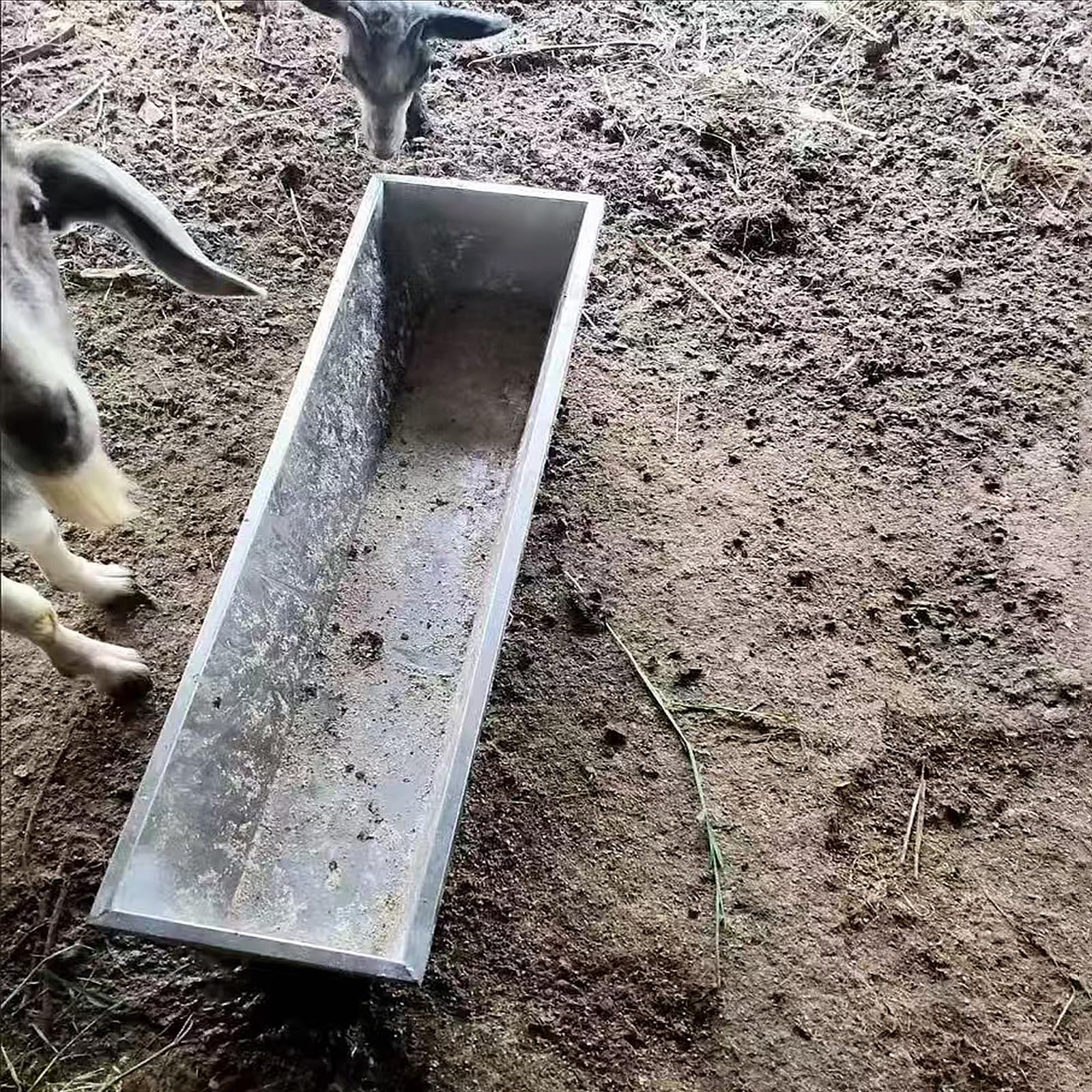Mangeoire pour chèvre idéale pour installer dans les fermes et abris