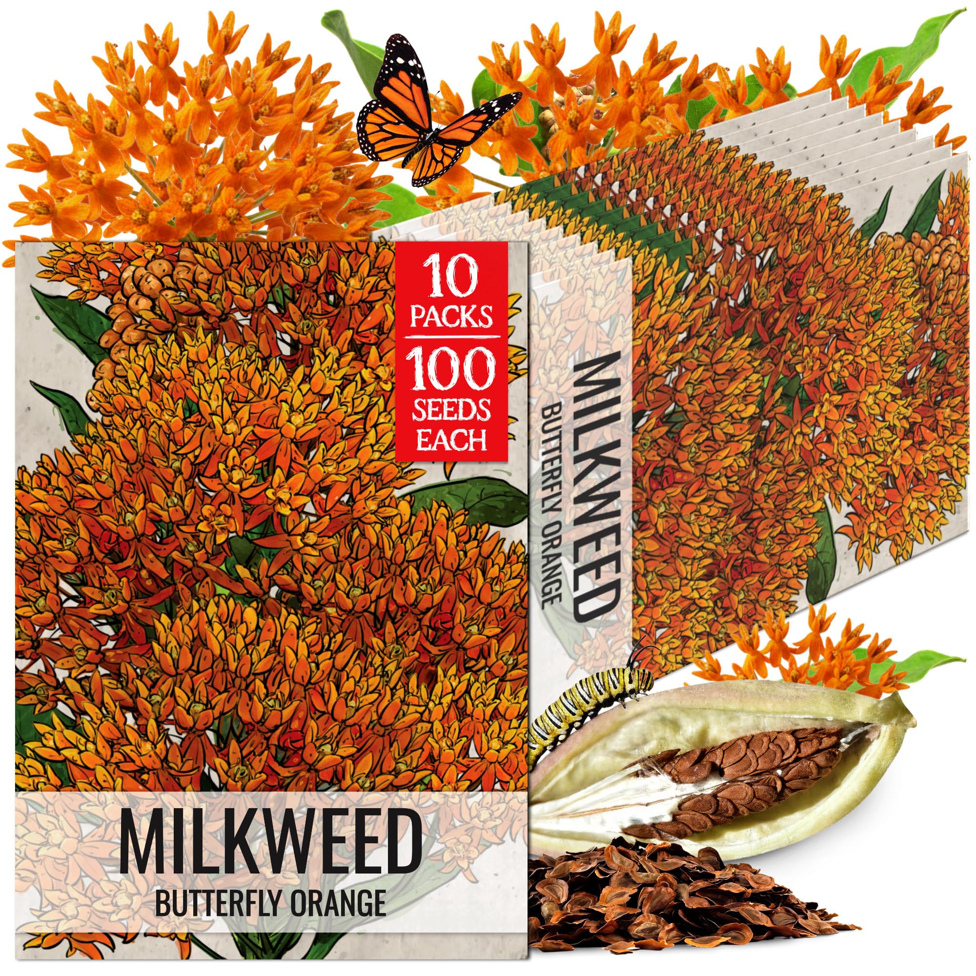 Seed Needs Orange Butterfly Milkweed Seeds for Monarch Butterflies 10 Pack
