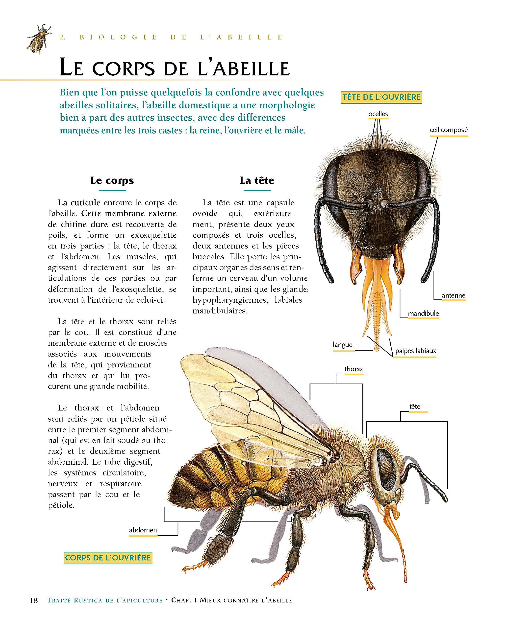 Le traité Rustica de l'apiculture version luxe