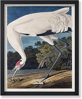 Poster Master Vintage James Audubon Poster - Retro Whooping Crane Print - Birds of America Art - Gift for Men, Women & Animal Lover - Decor for Dorm, Living Room or Bedroom - 11x14 UNFRAMED Wall Art