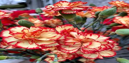 How to grow carnations