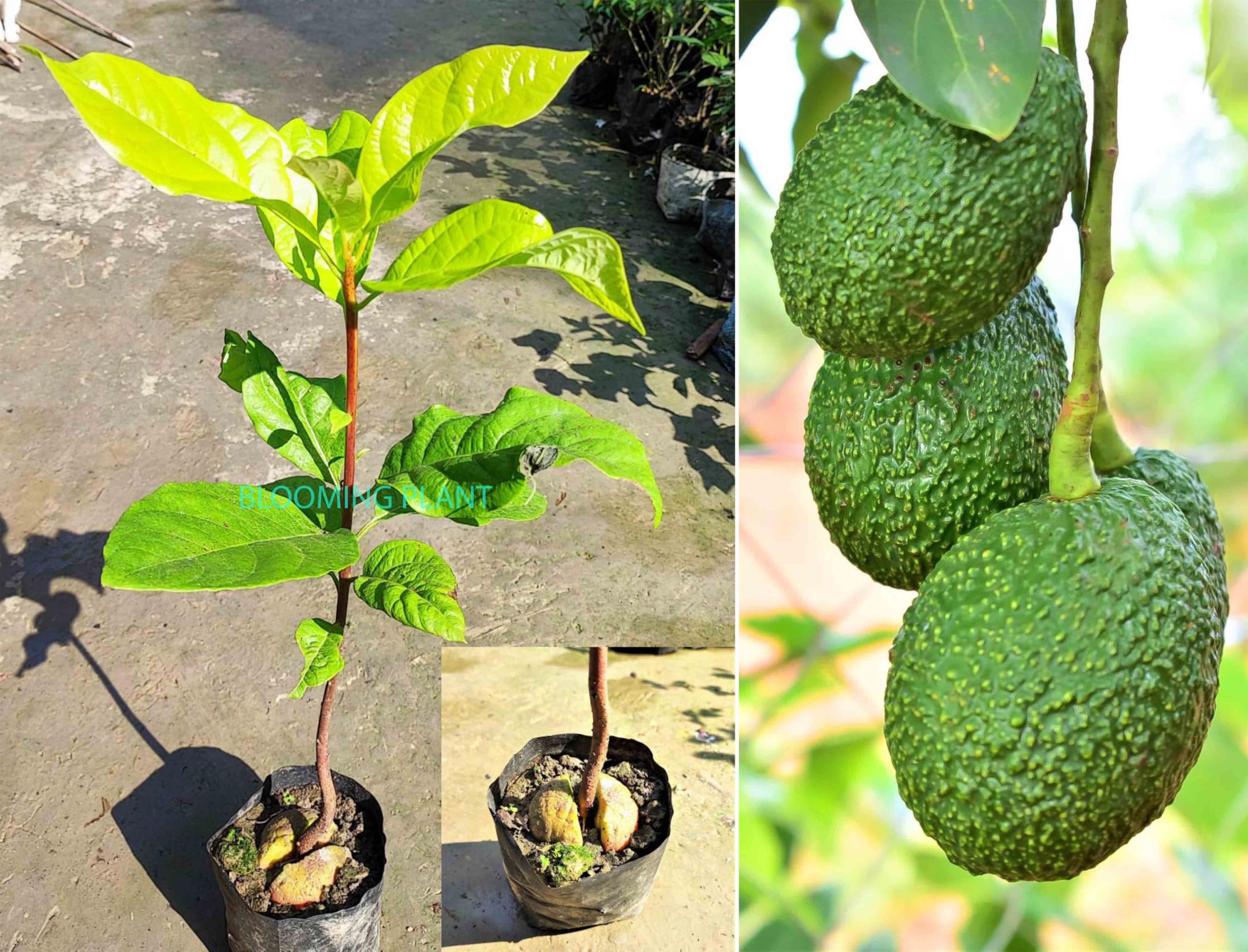 Rare Dwarf Lamb Hass Avocado Live Plant/Persea Americana/Alligator Pear Butter Fruit Plant-Lamb Hass Variety Tree For Home Garden-Seedling (1-2 Feet Height Seedling Plant in Poly Bag).-image-2