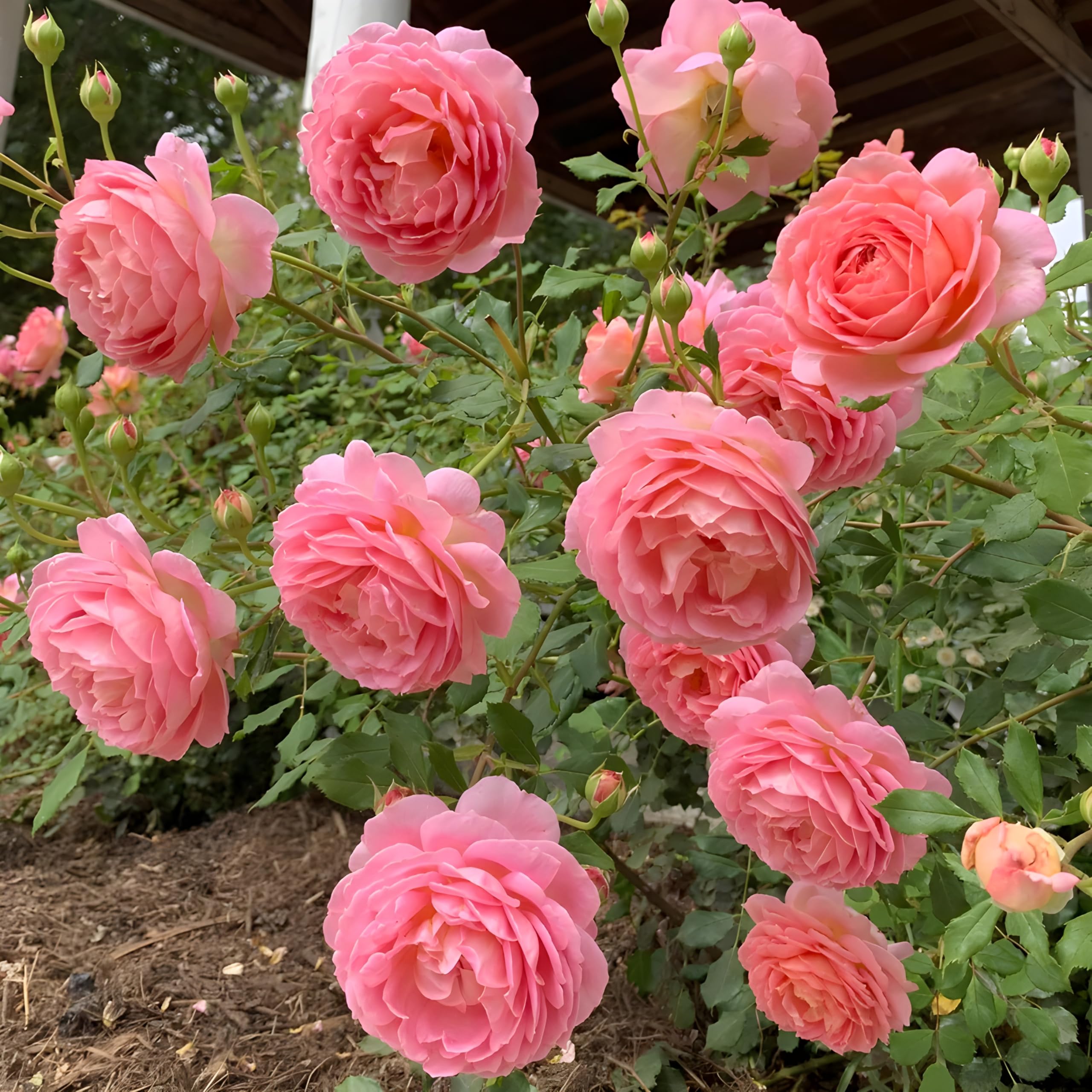 Rose roseです ※10月6日までお取り置きもできますᵕ̈* ABEFARIYA Rare English Rose Plant 