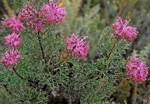 Miniatura 3 de 10 semillas de isopogon Formosus  Arbusto de coneflower de rosas  Semillas de flores de baquetas