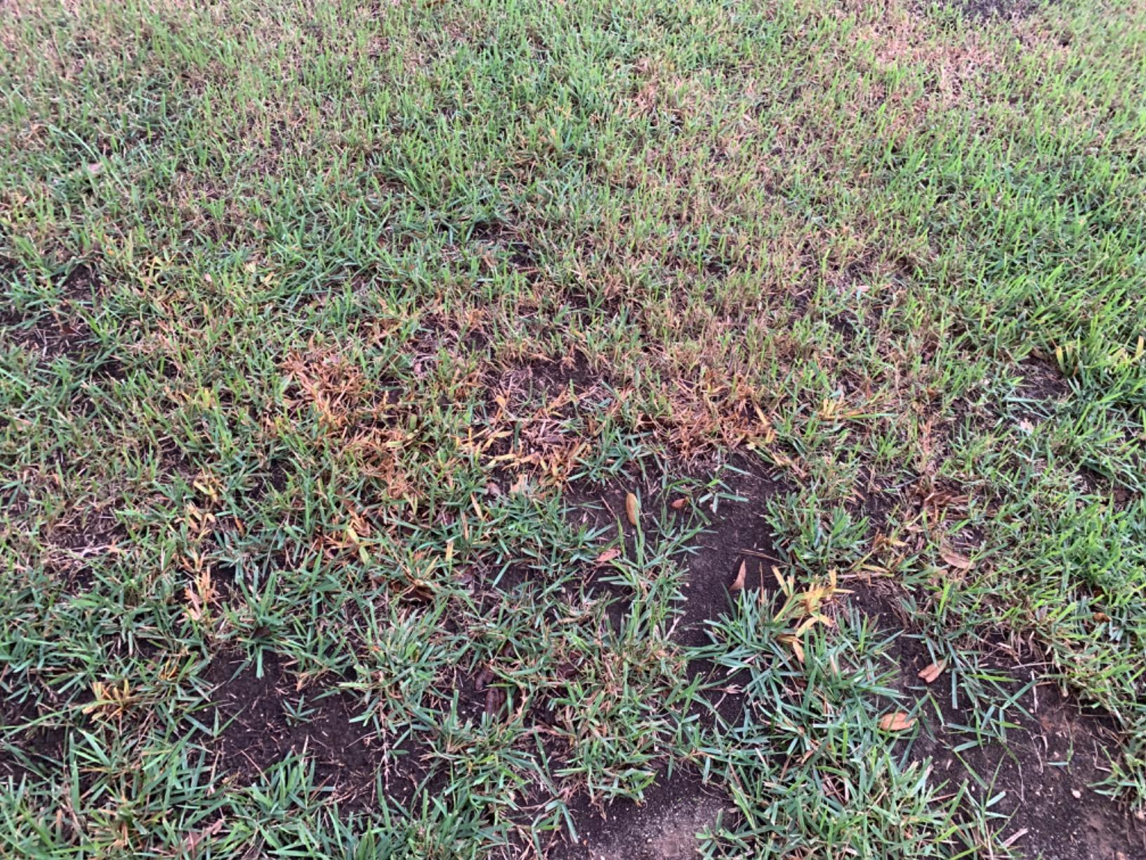 BASF Drive XLR8 Herbicide Crabgrass Killer 1 jug (1/2