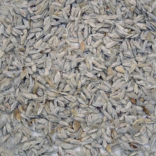 Miniatura 2 de Palm Beach Medicinal Herbs - Ocotillo (Fouquieria splendens) - Paquete de 10 Semillas