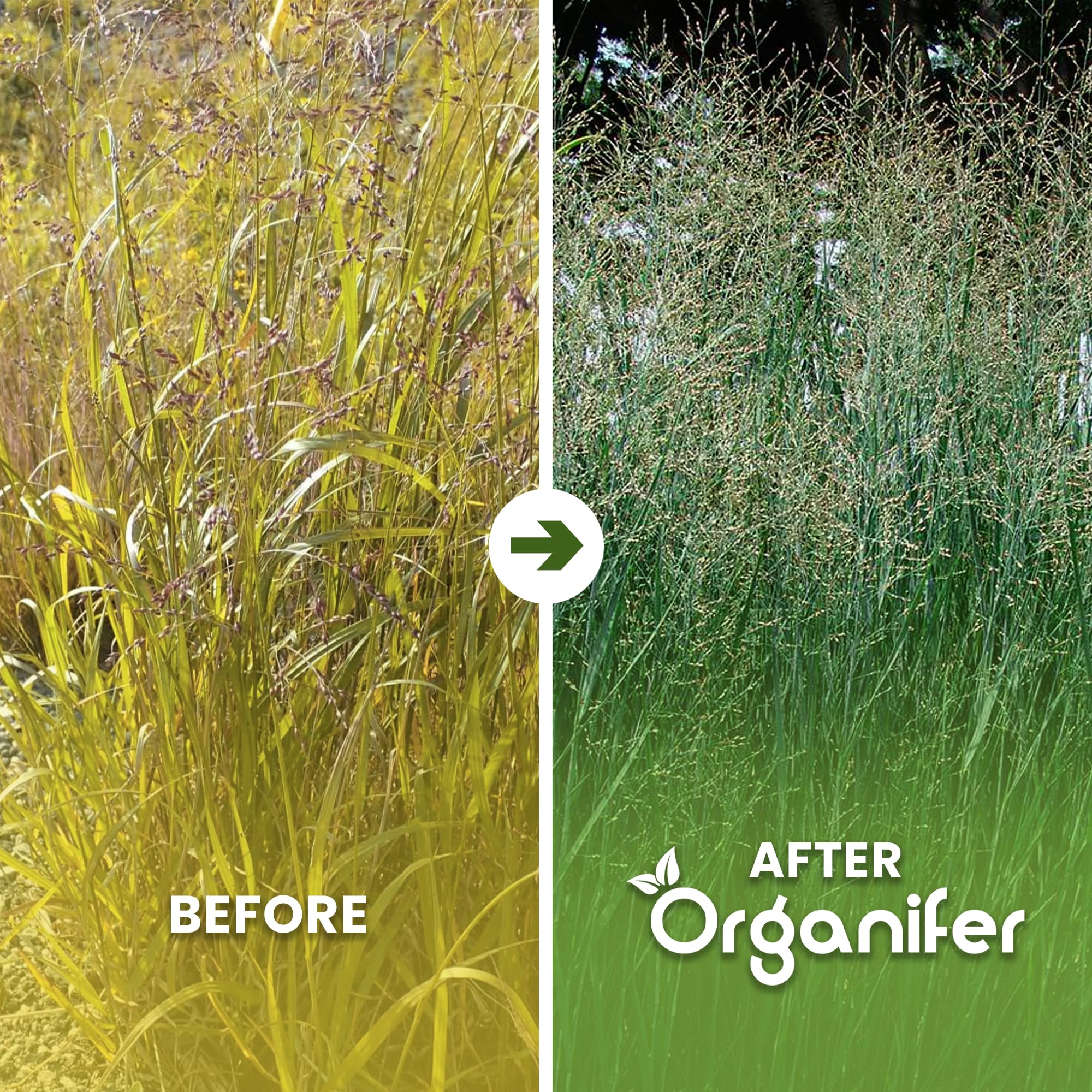 Fertilizante Líquido Para Panicum 10L – Abono Orgánico Para Hojas Saludables Y Crecimiento Fuerte – Refuerza Raíces Y Vitalidad – Organifer