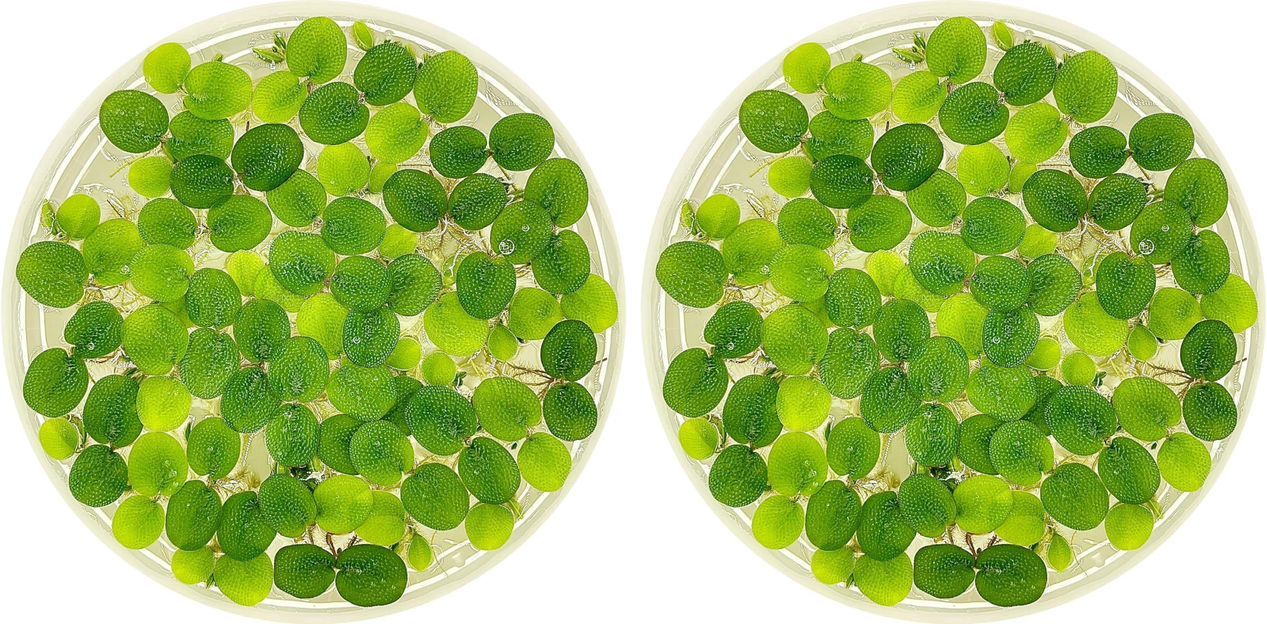 Water Spangle, Salvinia Minima, Live Aquarium/Aquatic/Freshwater/Floating/Pond Plant/Planted Tank/Aquascaping/Paludarium by Aquarium Plant Center (24 Plants, 120+ Leaves)