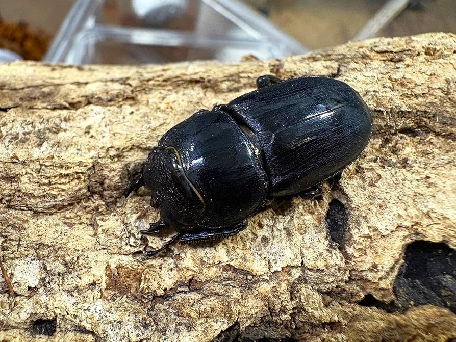 Amazon | 【生体】サキシマヒラタクワガタ 35㎜UP 成虫 ペア