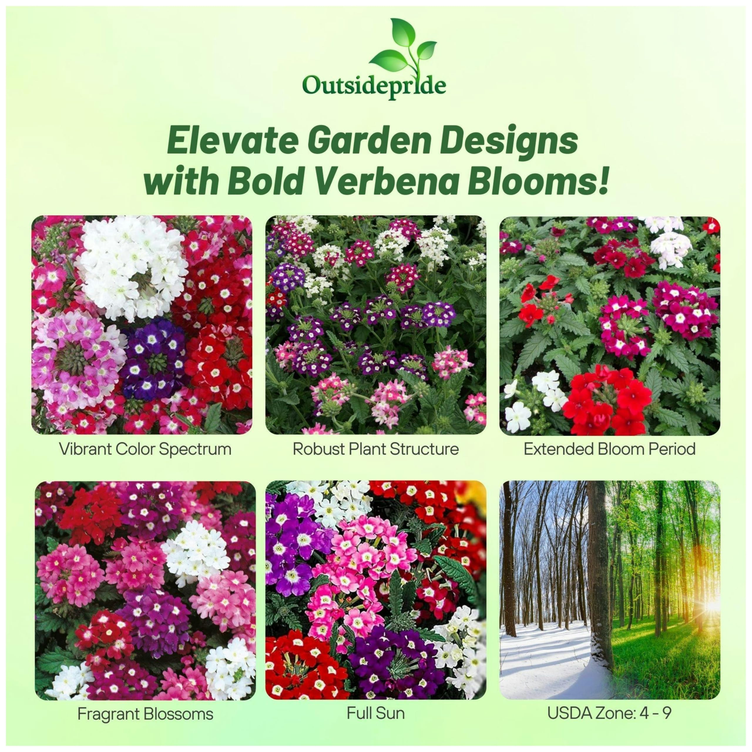 Amazon.com : Outsidepride Mammoth Mix Verbena Seeds for Planting