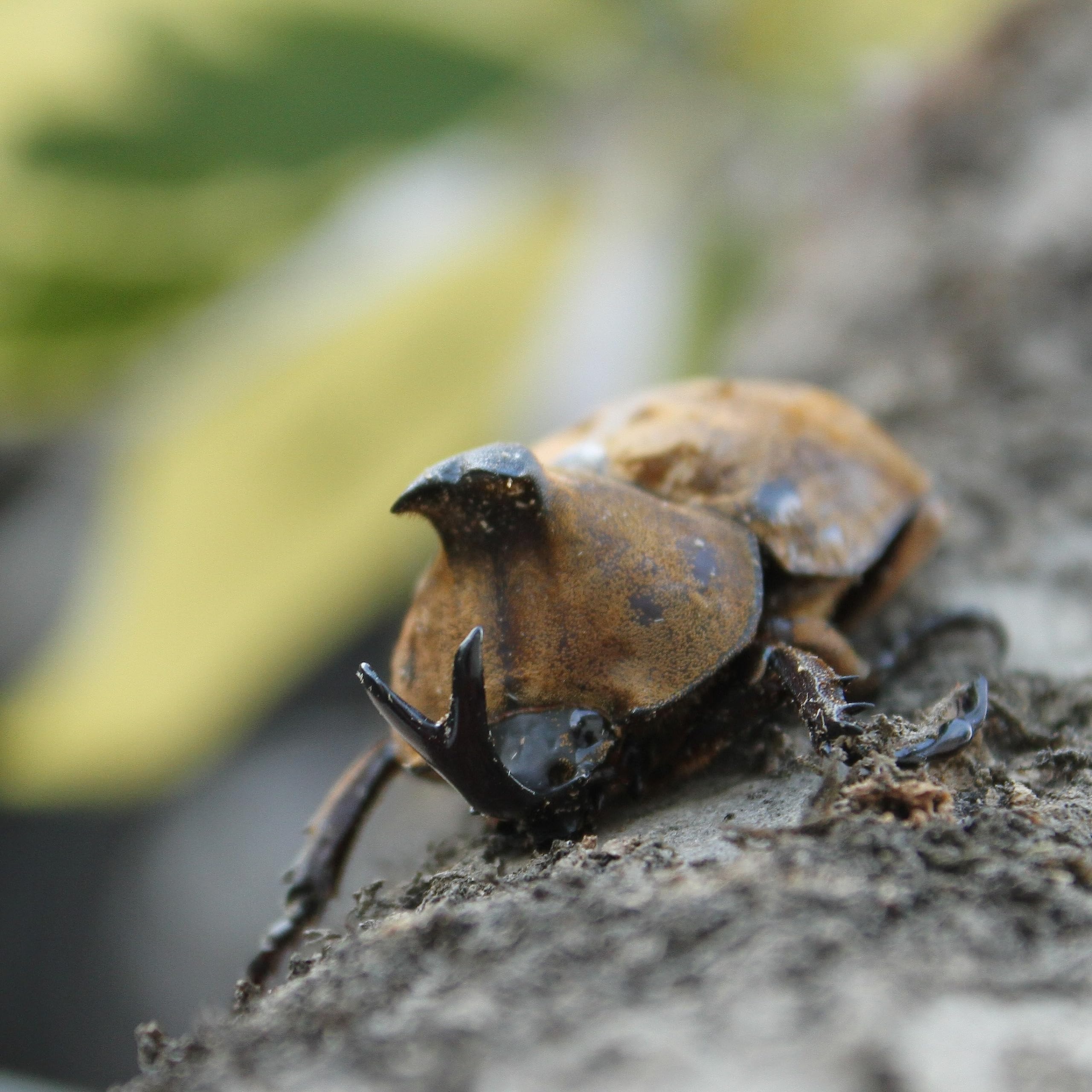 Amazon | 【BIG HORN】サビイロカブト成虫 ペア オス メス セット 真似 