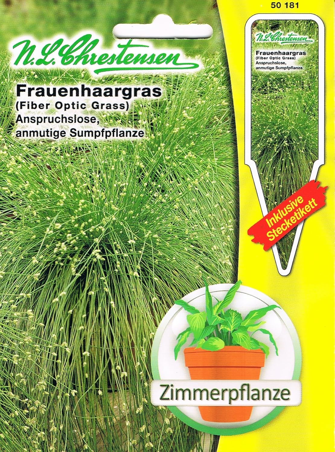 Frauenhaargras Gras Isolepis cernua Zimmerpflanze anmutige Sumpfpflanze