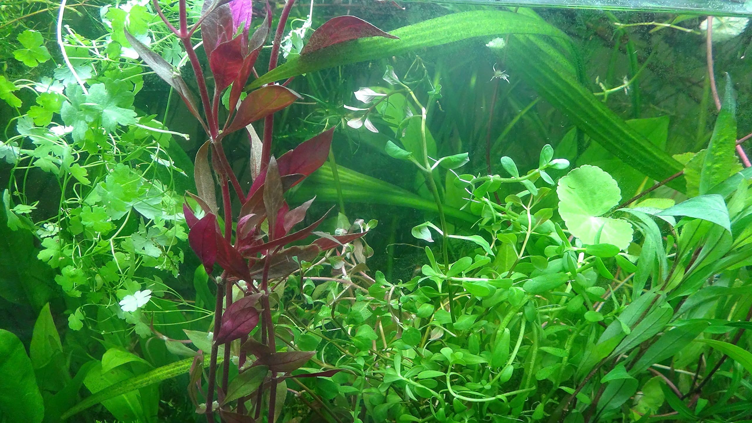 Aqua Plants EXCLUSIVE PRODUCT - 50 Live Aquarium Plants Collection Of Aquatic Plants For Your Fish Tank