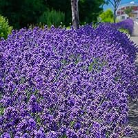 Vista 3 de Outsidepride Lavandula Angustifolia Lavanda Hidcote Plantas de jardín de hierbas aromáticas - 2000 semillas