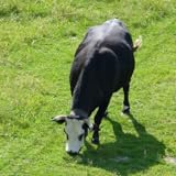 adp online nederland Some Utilities Adper