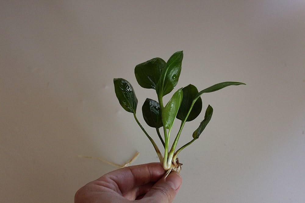 激レア 希少 エキノドルス オパクス 希少種の水草、エキノドルス・オパクスに挑戦 | 25年ぶりの