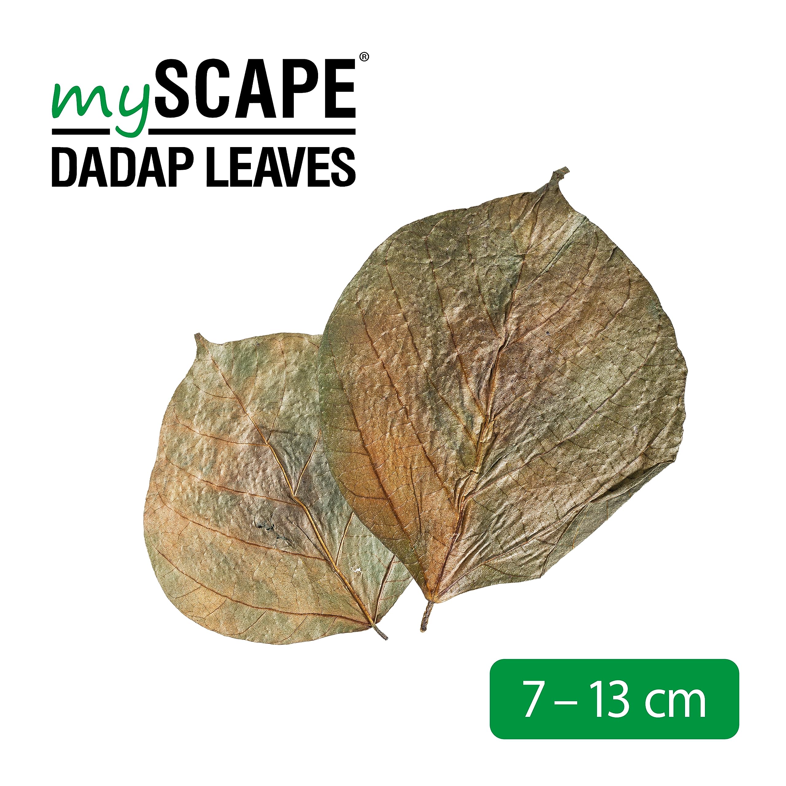 ARKA - Dadap Leaves 7-13cm (10stk), multicolor, 1 count (Pack of 10) - Image 3