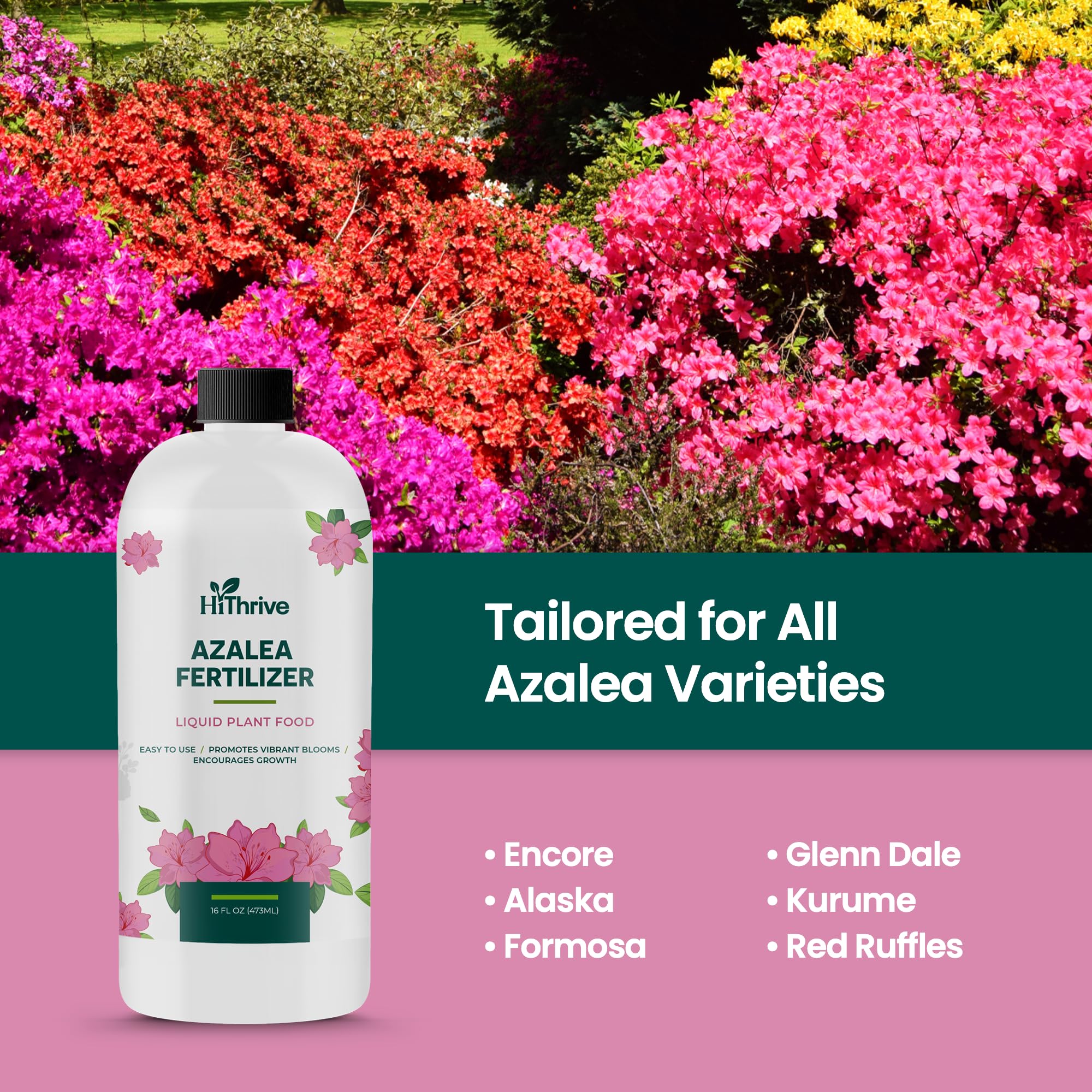 Amazon.com : 16oz Azalea Fertilizer Outdoor - Makes 16 Gallons of