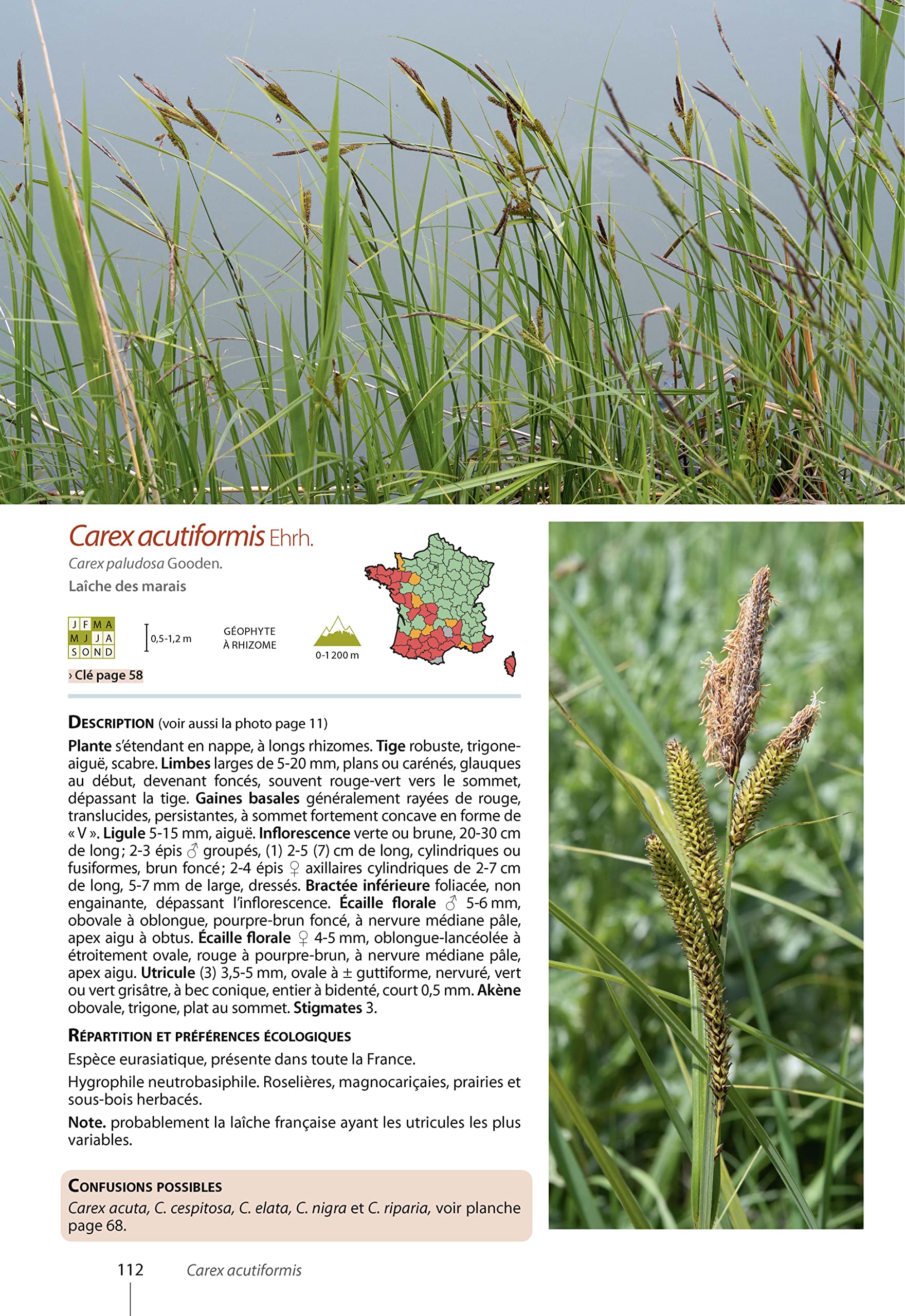 Carex de France