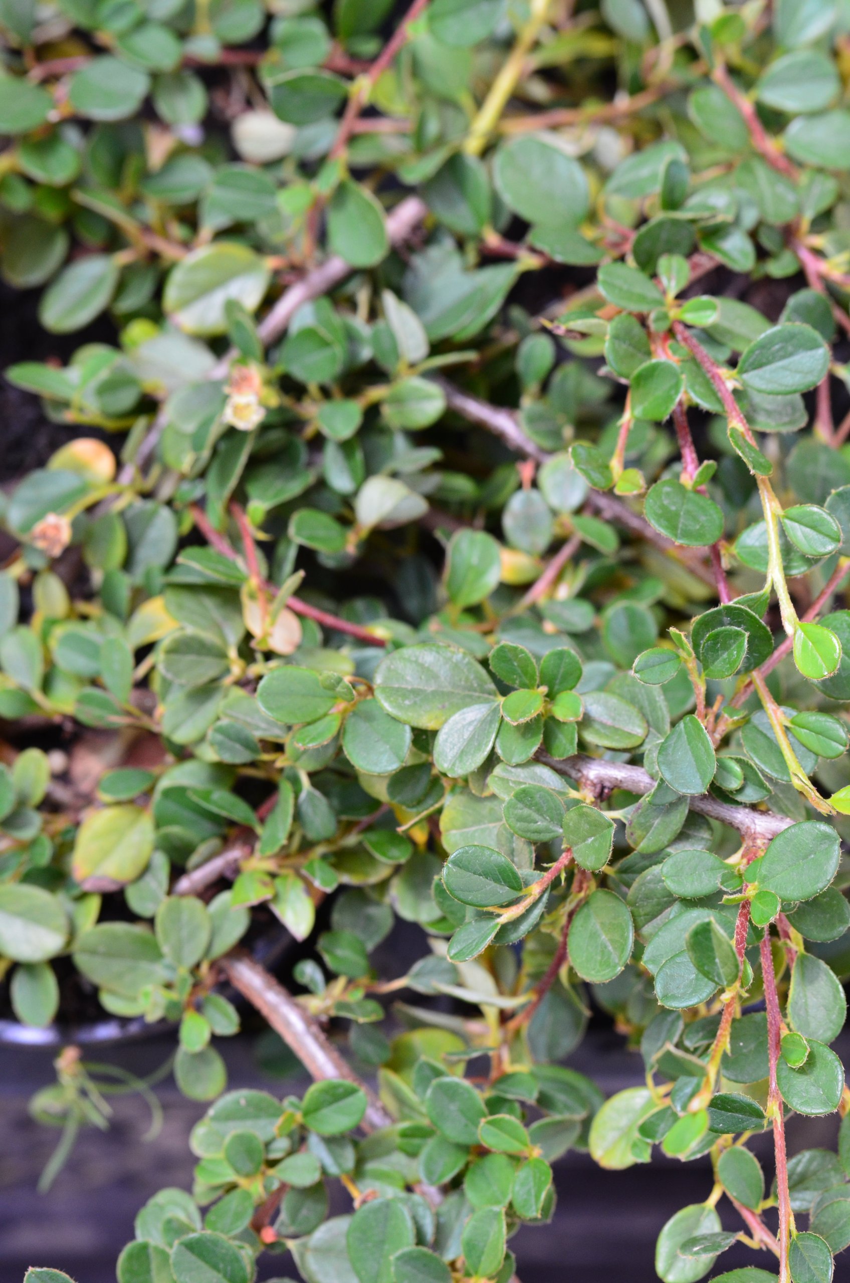 Zwergmispel Cotoneaster dammeri Streibs Findling 15-20 cm 1 VE = 30 Stck. | Immergrün, winterhart & pflegeleicht – bodendeckend und bienenfreundlich, ideal für Hang, Beet & Flächen