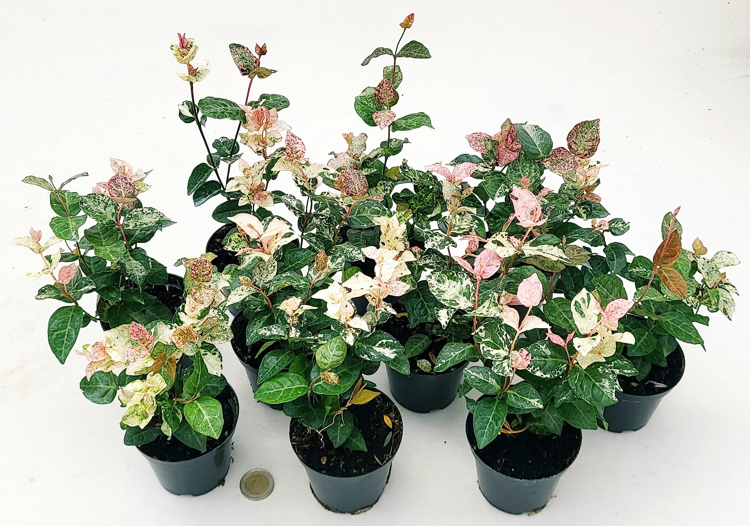 POWERS TO FLOWERS - TRACHELOSPERMUM JASMINOIDES TRICOLOR, GELSOMINO ROSA, VASO 10CM, 10 piante, piante vere
