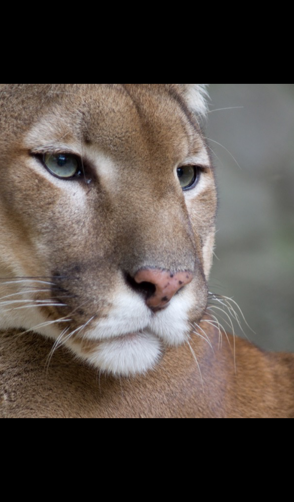 Cougar Wallpaper HD Wallpapers of for
