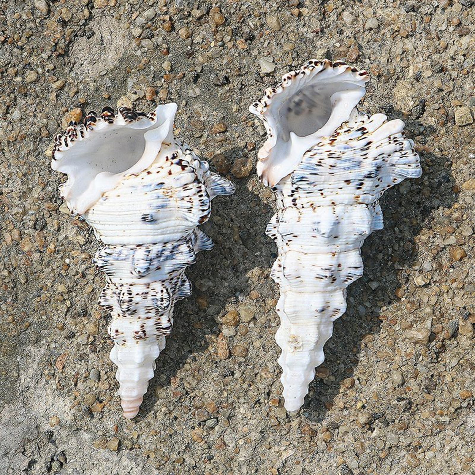 Grandi conchiglie naturali, 10/11 cm, grandi conchiglie naturali, di paguro for riempire vasi, piante aeree, decorazioni for matrimoni, feste a tema spiaggia